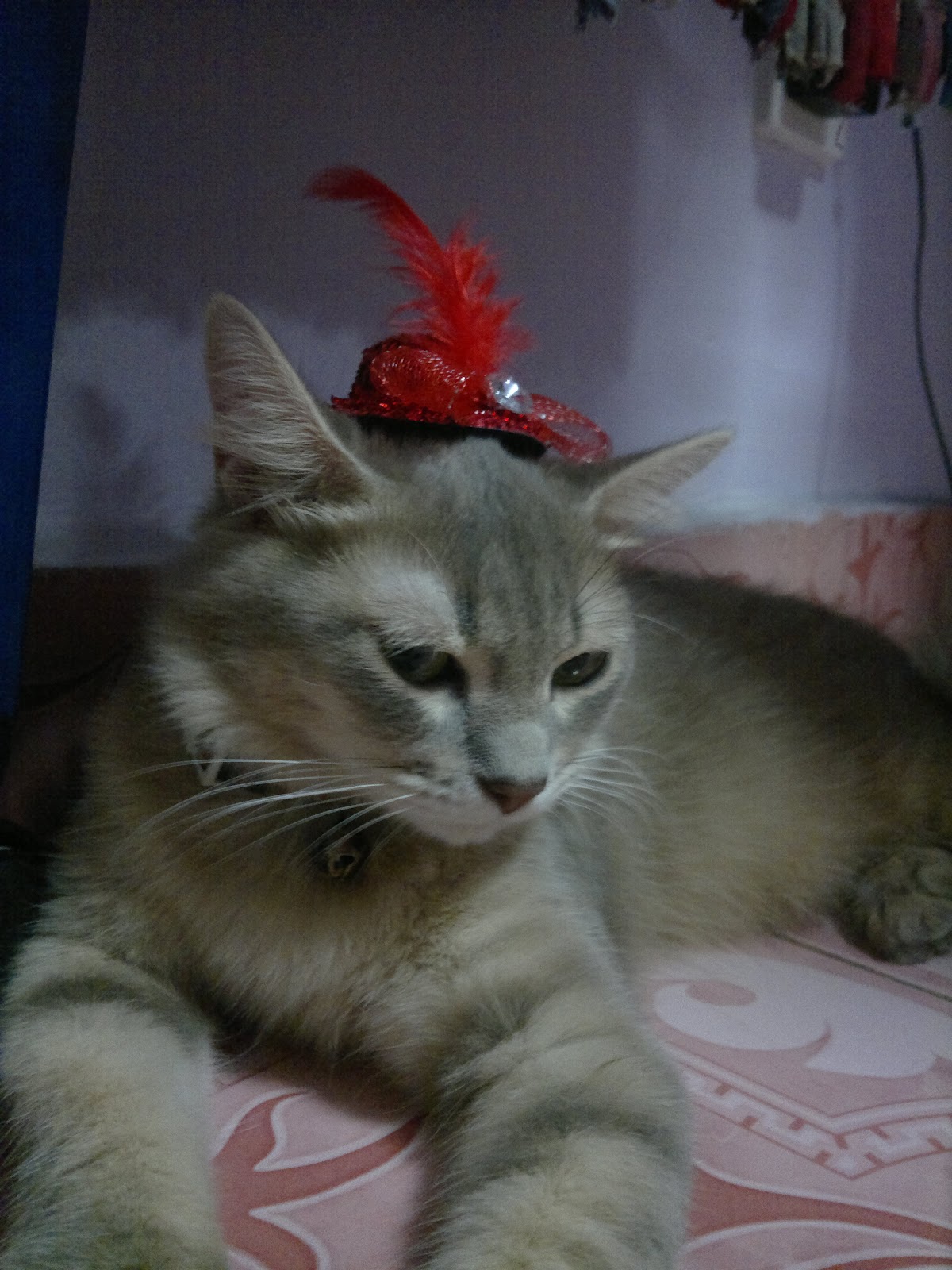 Foto foto kucing cantik  kiriman Lieza Marcella Kucing  gue