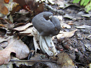 Helvella lacunosa IMG5887