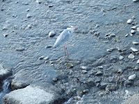 Grey heron wading in the Kamo river in Kyoto. Its shallow waters are perfect for herons.