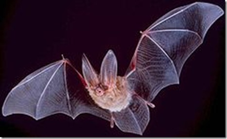 240px-Big-eared-townsend-fledermaus