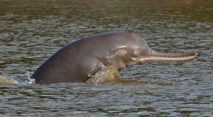 INDIA’S FIRST DOLPHIN RESEARCH CENTER SOON IN PATNA