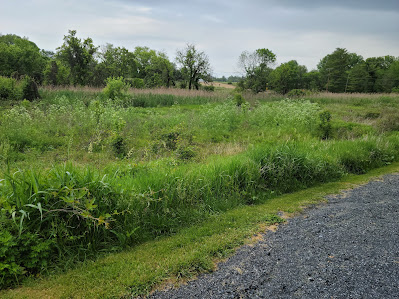 Generic Picture of Field I took a few years ago