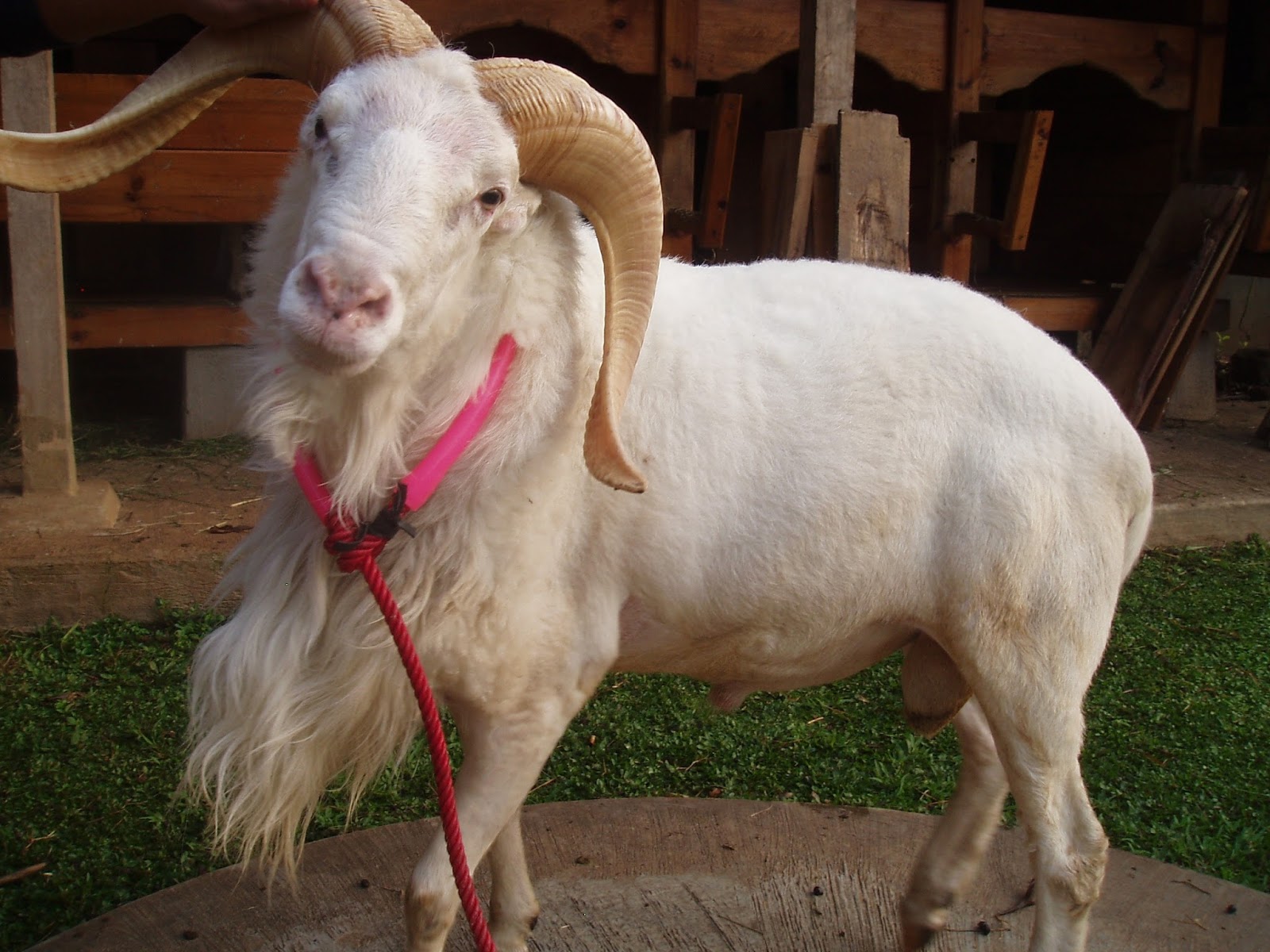 Foto Gambar  Kambing Domba  Garut 