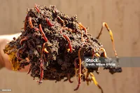 Red worm that is used for vermicomposting