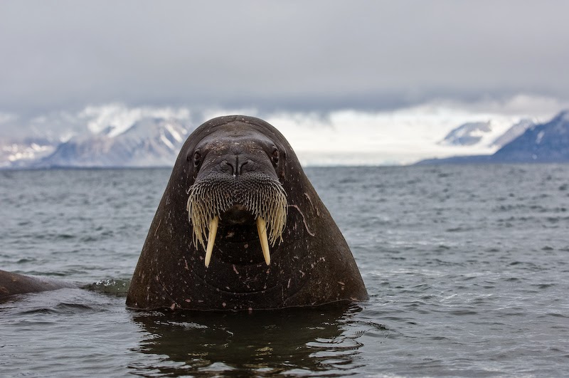 Morsa.A morsa é um animal de grande porte que vive nas águas do Ártico. Uma  fêmea adulta chega a 2,60 metros de comprim…