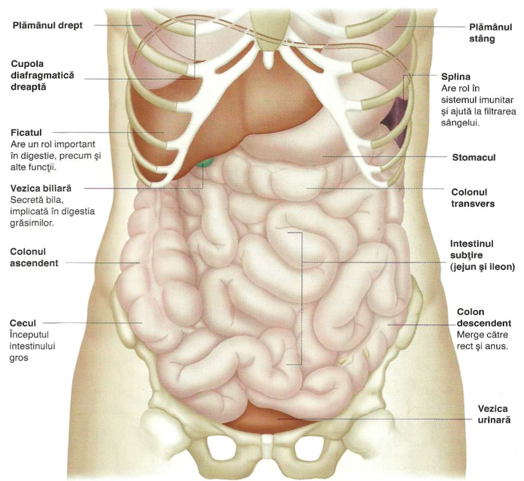 Anatomie de abdomen