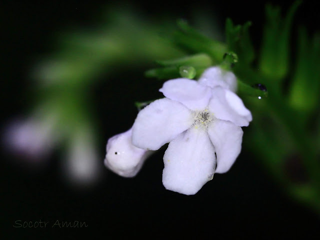 Ancistrocarya japonica