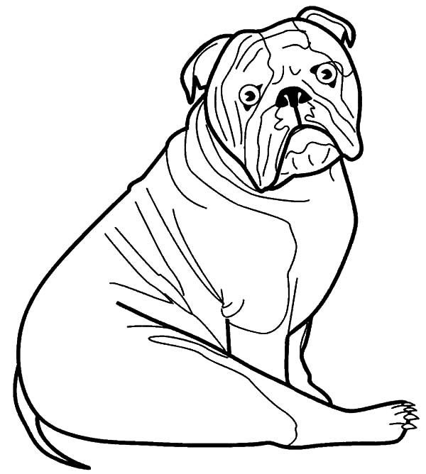 animals coloring page