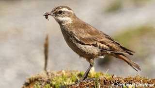 Chestnut-winged Cinclodes