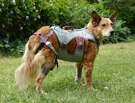 secure rappelling dog harness