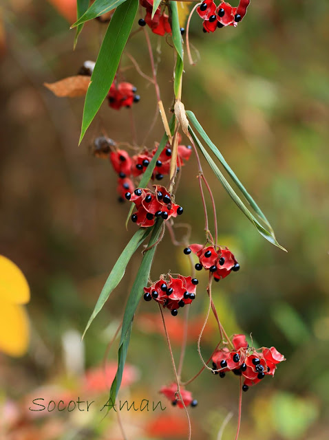 Rhynchosia acuminatifolia