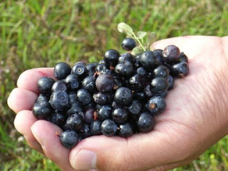 Bilberry, Antioxidants for Healthy Skin