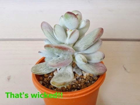 That S Wicked カクト ロコ在庫補充だよーとしわしわふっくら