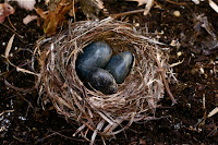 Cardinals Birds Nesting