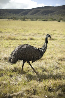 Hewan Punah – Emu Tasmania