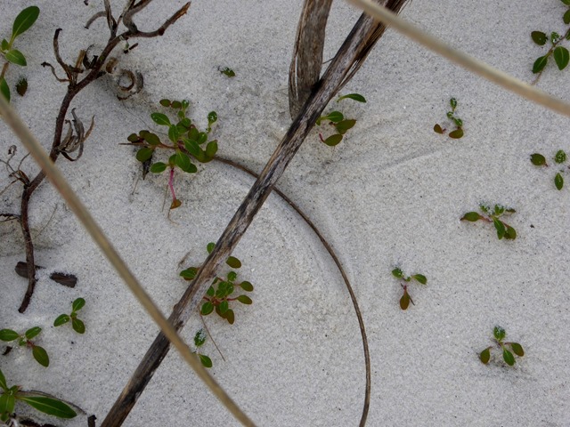 P1100009