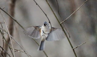 tufted titmouse