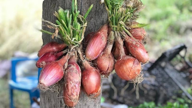 Bawang dayak Sebagai Obat Jerawat