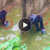 MUST WATCH! Full video of Harambe, the gorilla who protected and held the arms of a young boy shot by the zookeepers!
