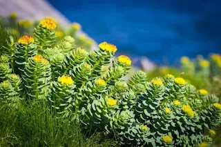 Rhodiola rosea (akar emas)