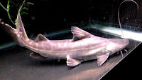 Cat Fish For Sale
