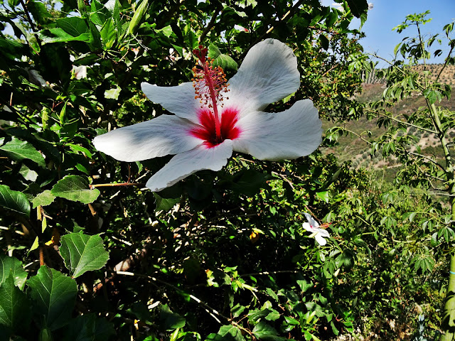 kwiat Hibiskusa ogród botaniczny na Krecie