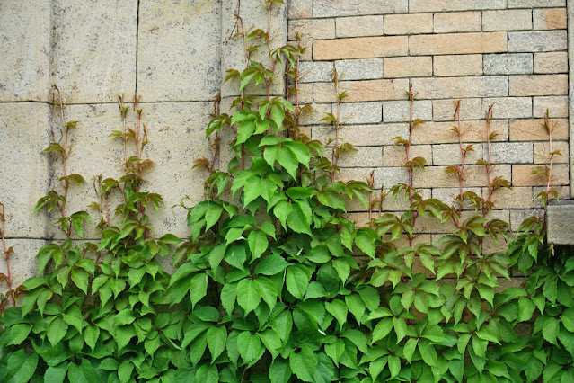 Девичий виноград пятилисточковый (Parthenocissus quinquefolia)