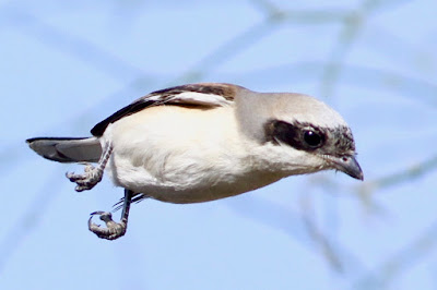 Bay-backed Shrike