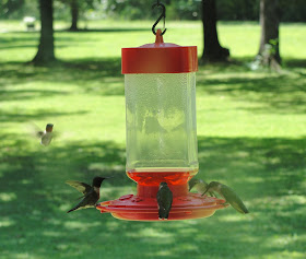 hummingbirds, nectar, hummingbird feeder