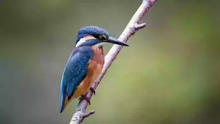 Kingfisher