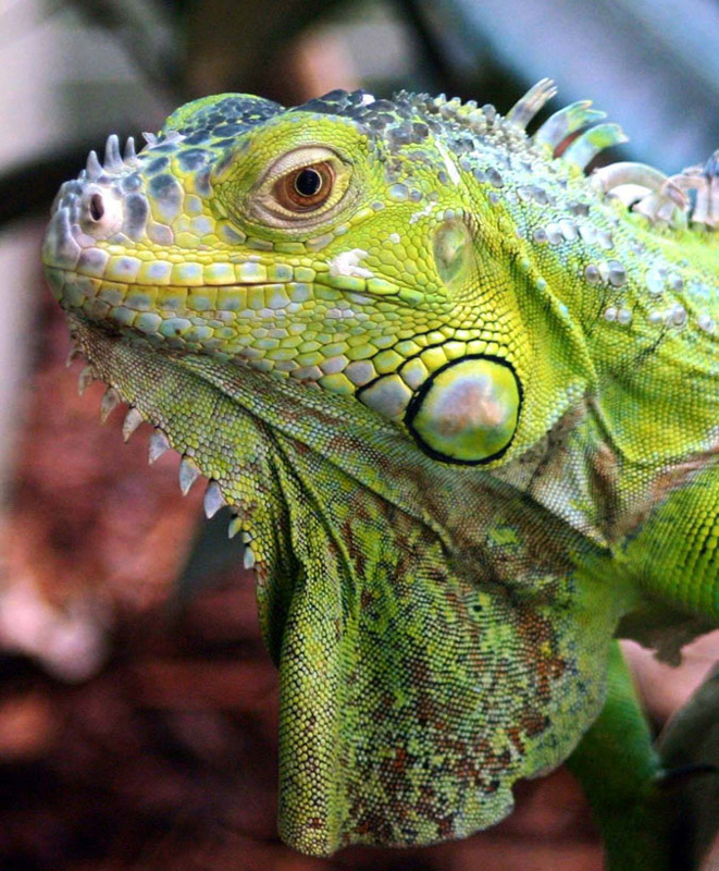 In fact most captive iguanas die within the first year and many are either