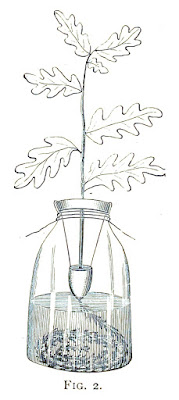 Growing an oak tree indoors - How to grow a miniature oak tree in a bottle