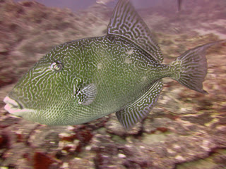 Trigger fish Tenerife