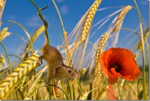 harvestmouse_17