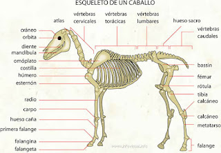 external image caballo+esqueleto.jpg