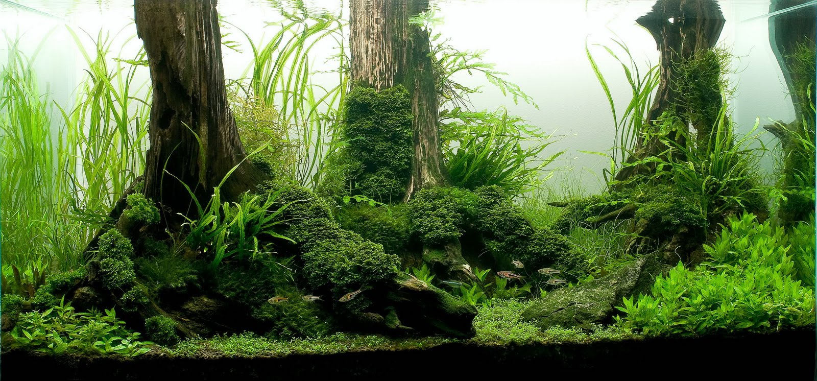 Manage your freshwater aquarium, tropical fishes and plants: Aquatic Scapers Europe 