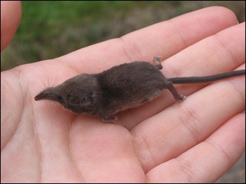 Wimperspitsmuis