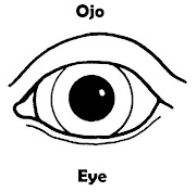 Mas imagenes del cuerpo humano en inglesespañol (ojo colorear ingles espaã±ol)