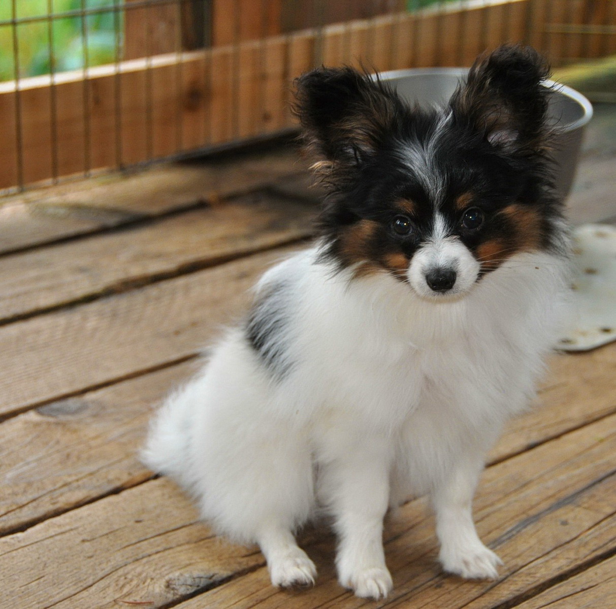 Road's End Papillons : 14 Week old Papillon (Phalene) Puppies