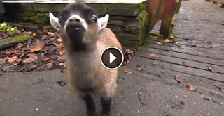There’s Something Very Special About This Pygmy Goat, And It’s The Most Adorable Thing I’ve Seen