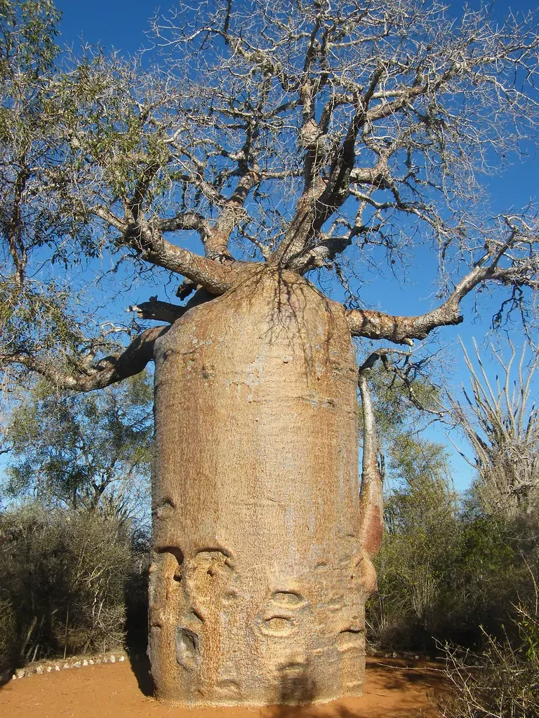 Baobab Tree-Madagascar