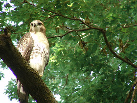 [Second view os a fledgling Red-tailed Hawk, Elmwood Park, 2008]