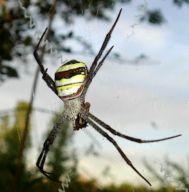 St. Andrew's Cross Spider Picture
