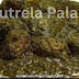 204. Food Recipes. Nutrela Palak Keema.न्यूट्रीला पालक 