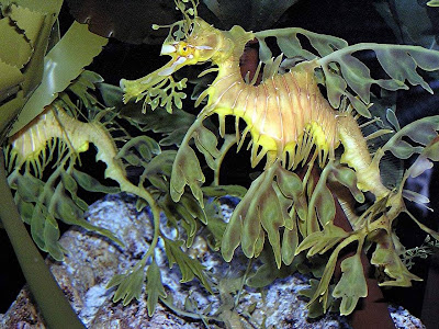 Yellow dragon fish in sea 