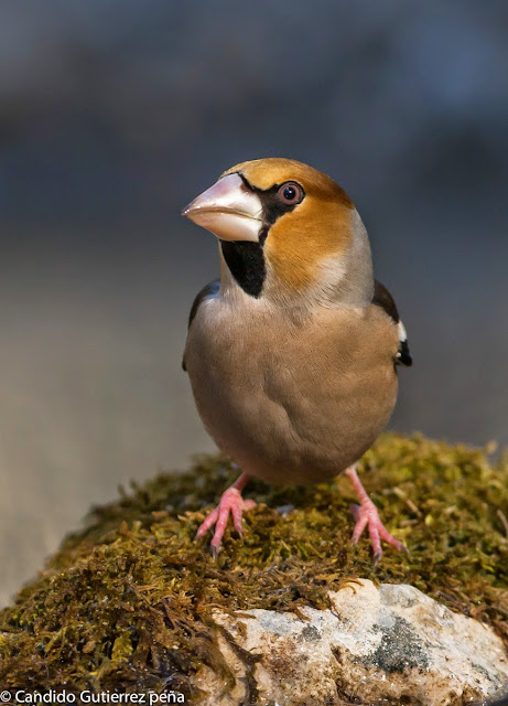 COCCOTRAUSTES COCCOTRAUSTES, FRINGILLIDAE, HIDE MOTILLA PALANCAR, PASSEIFORME, PICOGORDO, 