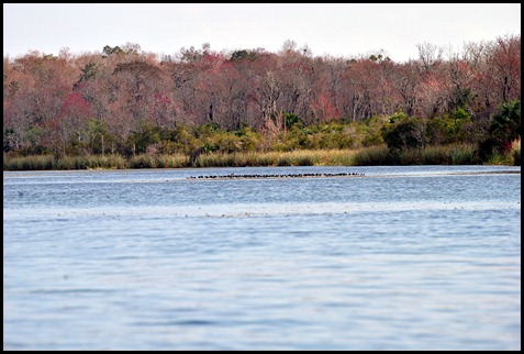 07 - American Coots