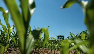 Mexico Threatens To Ditch US Corn Imports