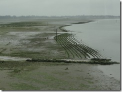 20100727-11 Oyster farms along Hwy 105