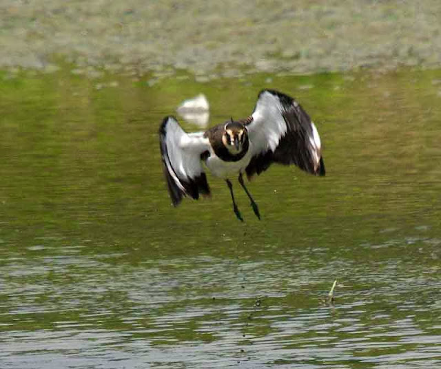 bird in flight